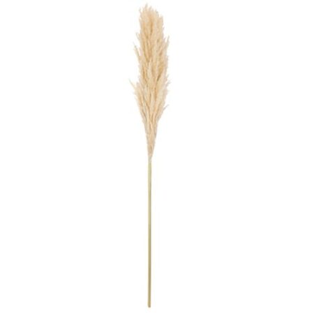 Beauty Home Αποξηραμένο κλαδί Pampas Εκρού 1,00 – 1,10 m