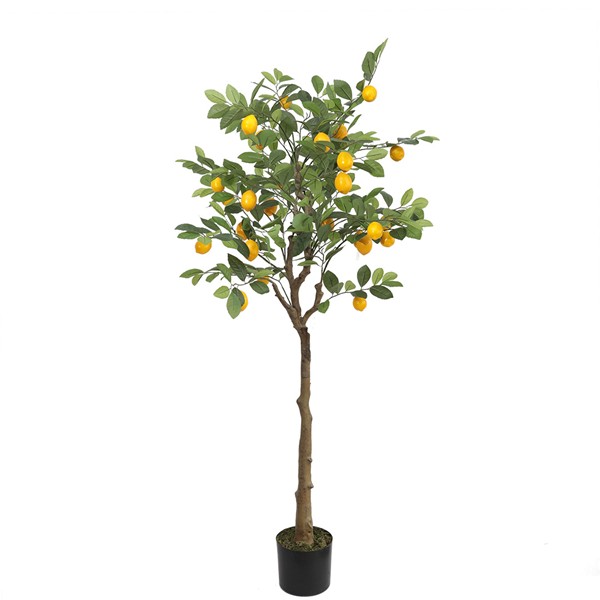 LEMON TREE NP_30_170 ΥΨΟΣ 170cm NewPlan