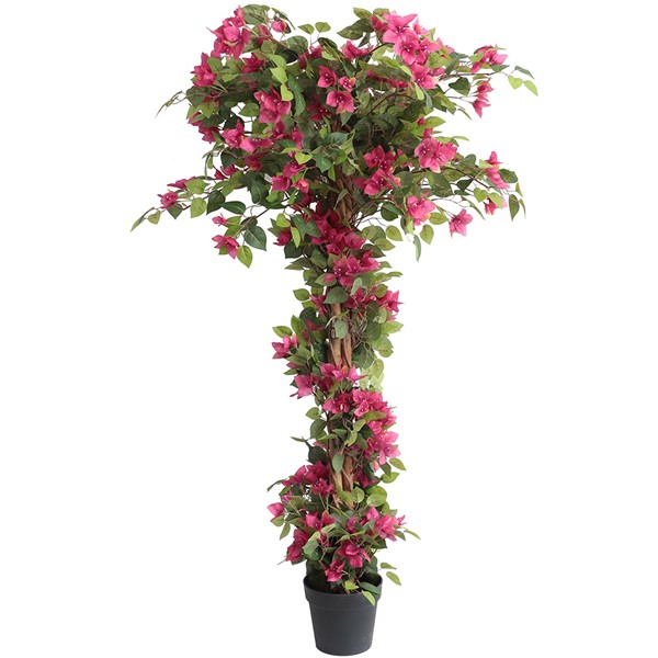 BOUGAINVILLEA NP_34_160 ΥΨΟΣ 160cm NewPlan