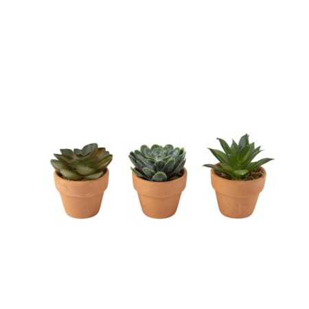 Beauty Home Πράσινο φυτό με γλάστρα τερακότα Ø5x6cm