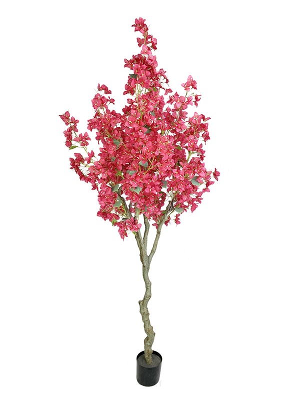BOUGAINVILLEA NP0421_210 ΥΨΟΣ 210cm NewPlan