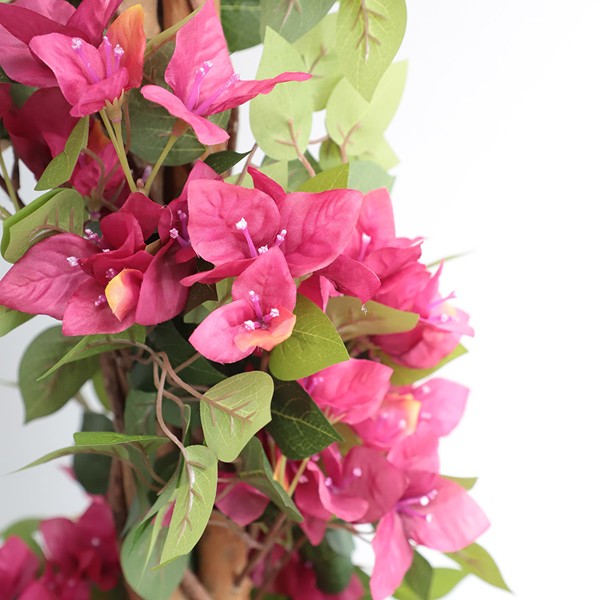 BOUGAINVILLEA NP_34_160 ΥΨΟΣ 160cm NewPlan - Image 4