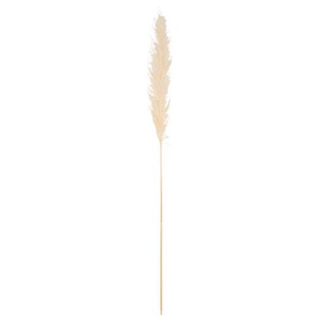 Beauty Home Αποξηραμένο κλαδί Pampas Εκρού 1,10 – 1,20 m