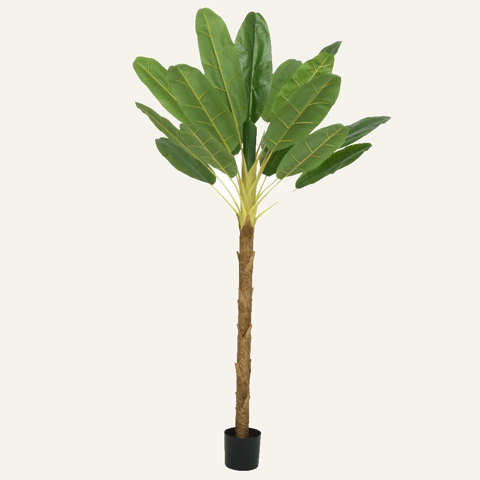 Beauty Home Φυτό Μπανάνας σε Γλάστρα 280cm - Image 3