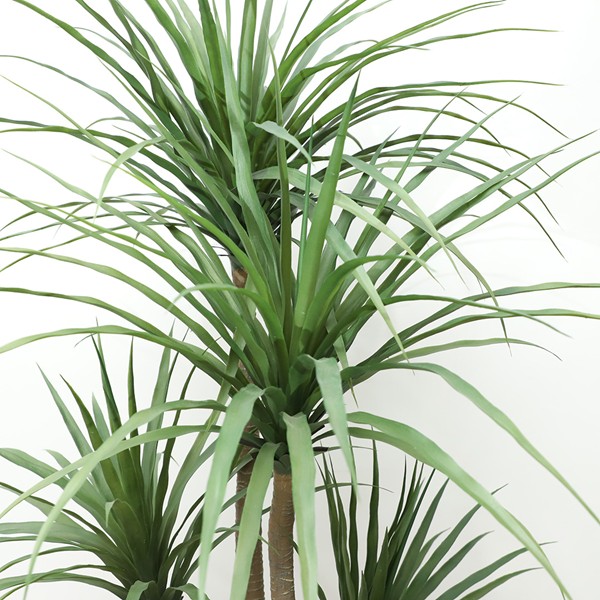 DRACAENA NP_28_155 ΥΨΟΣ 155cm NewPlan - Image 4