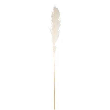 Beauty Home Αποξηραμένο κλαδί Pampas Εκρού 1,25 – 1,35 m