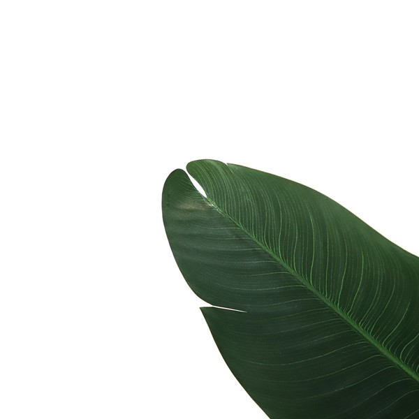 BANANA TREE NP1410_120 ΥΨΟΣ 120cm NewPlan - Image 3