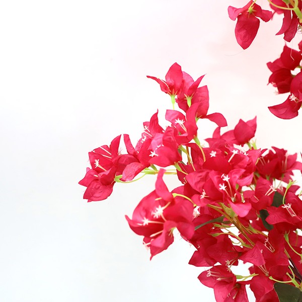 BOUGAINVILLEA NP0422_170 ΥΨΟΣ 170cm NewPlan - Image 3