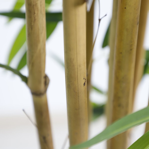 BAMBOO NP0076_210 ΥΨΟΣ 210cm NewPlan - Image 4