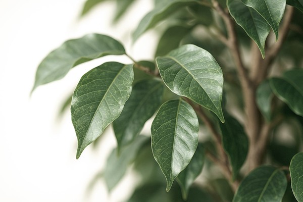 FICUS TREE NP230_210_UV ΥΨΟΣ 210cm NewPlan - Image 3